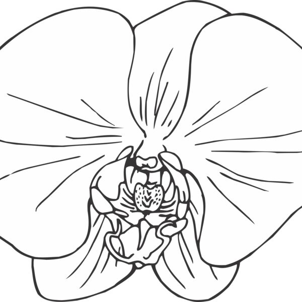 ORCHID Thumbnail