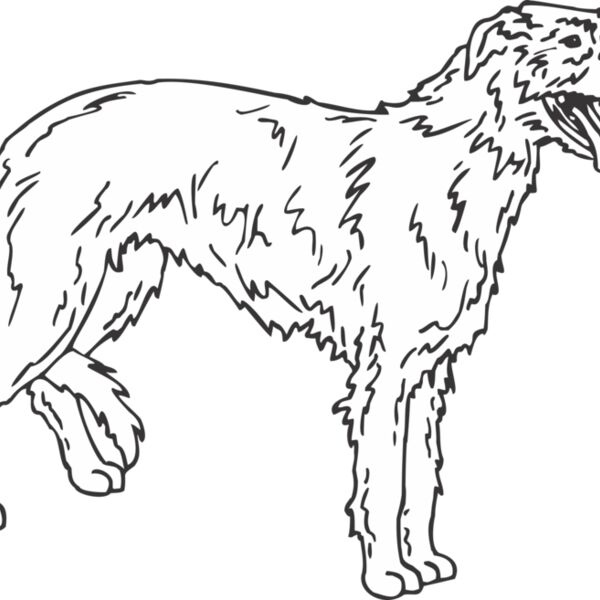 SCOTTISHDEERHOUND Thumbnail